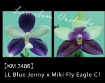 Phalaenopsis Lioulin Blue Jenny x Miki Fly Eagle C1 - Seed Grown