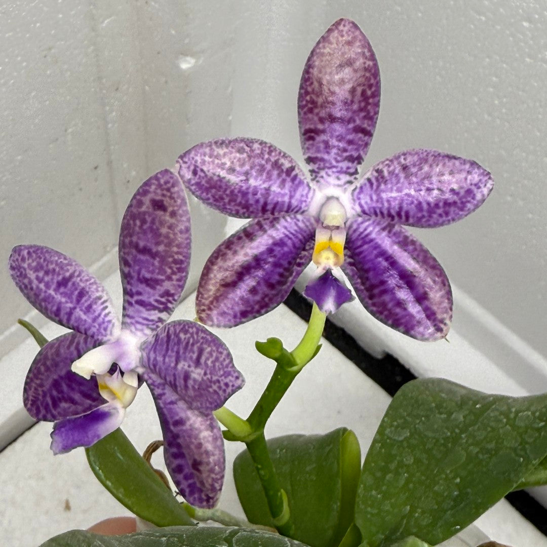 ゼクシィ掲載flua 2way Milky orchid ゼクシィ掲載】2way Milky orchid（ゼクシィ掲載flua 2way Milky