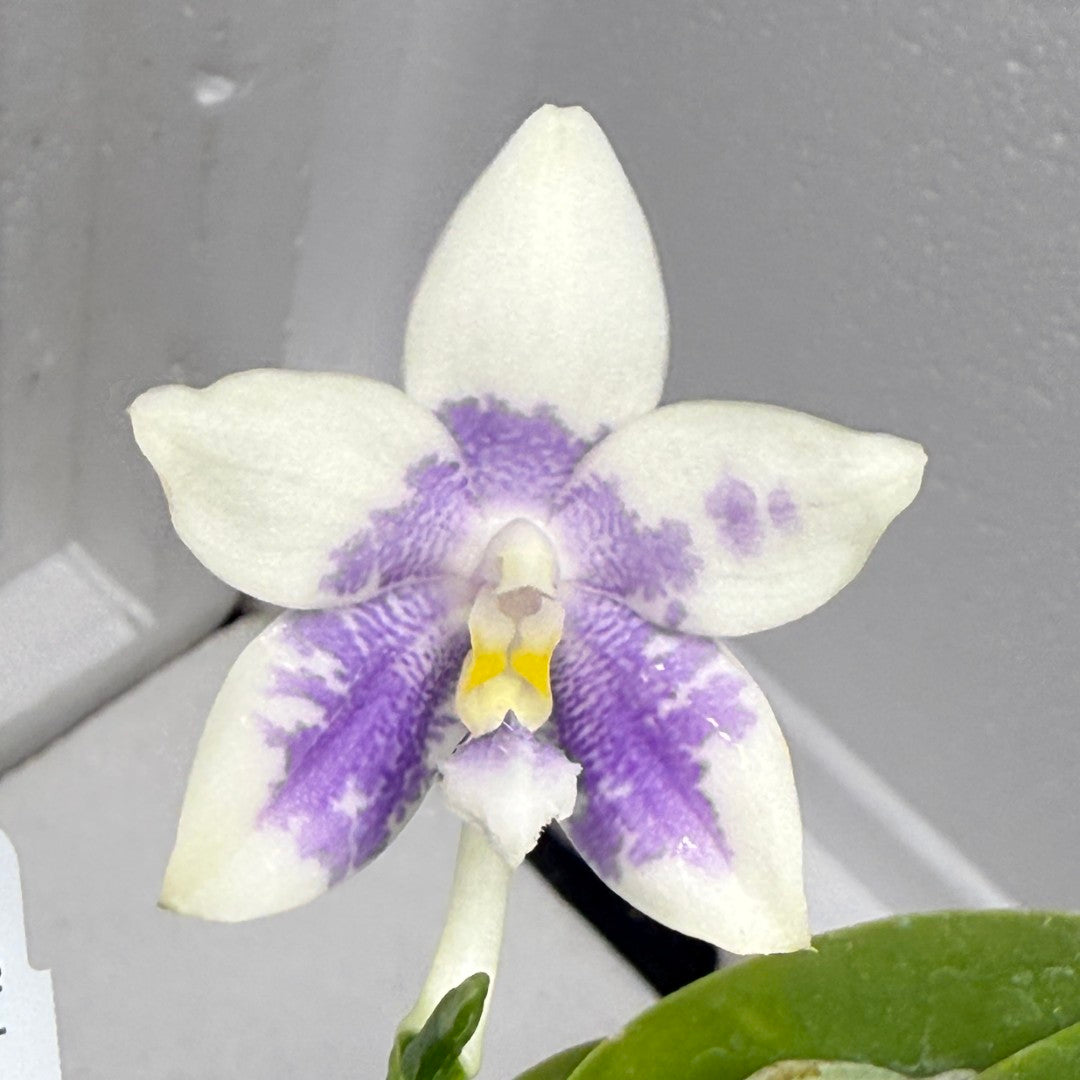 ゼクシィ掲載flua 2way Milky orchid ゼクシィ掲載】2way Milky orchid（ゼクシィ掲載flua 2way Milky