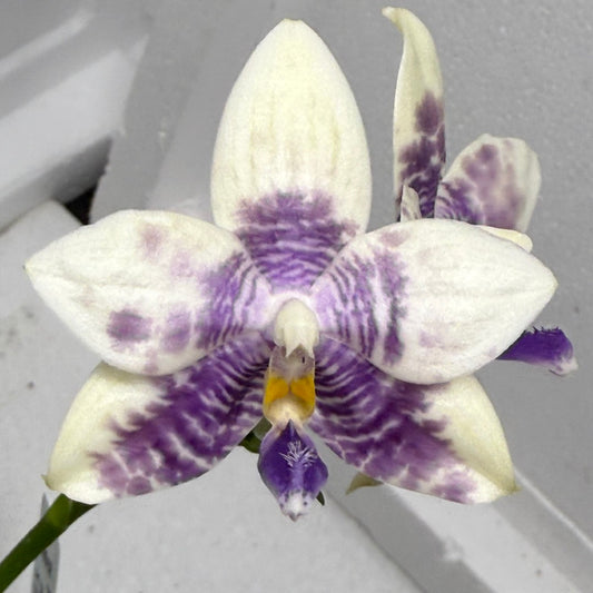 Phalaenopsis LL Blue Crake 250816 Flowering