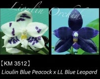 Phalaenopsis Lioulin Blue Peacock x LL Blue Leopard - Seed Grown