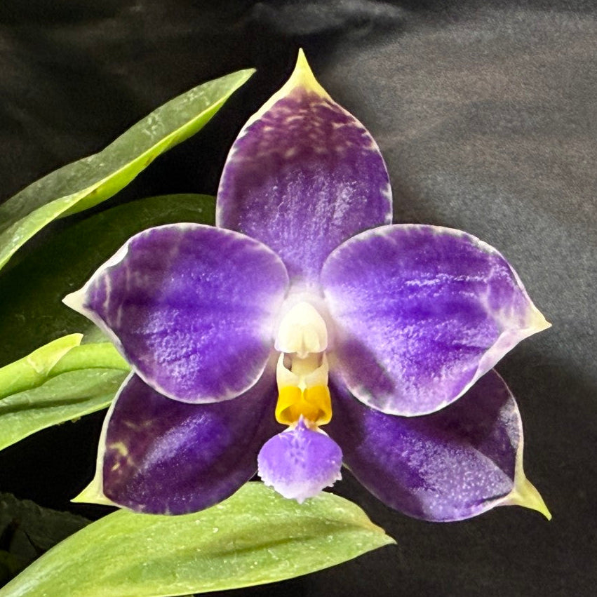 KM3514 Phalaenopsis Lioulin Blue Crake - Seed Grown 261029 Flowering