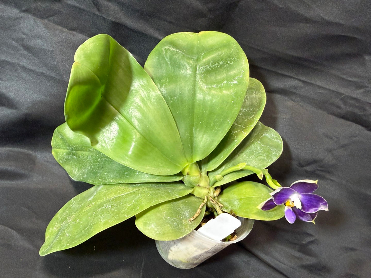 KM3514 Phalaenopsis Lioulin Blue Crake - Seed Grown 261029 Flowering