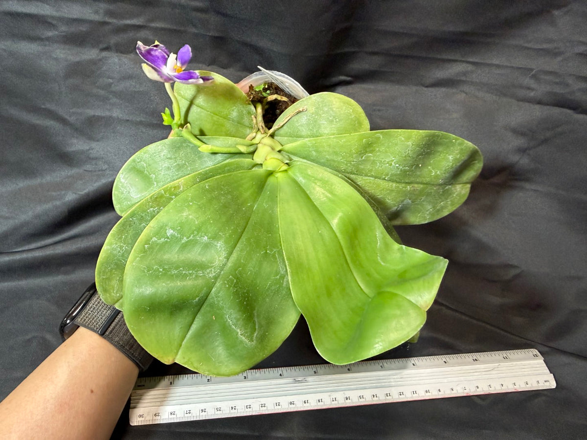 KM3514 Phalaenopsis Lioulin Blue Crake - Seed Grown 261029 Flowering