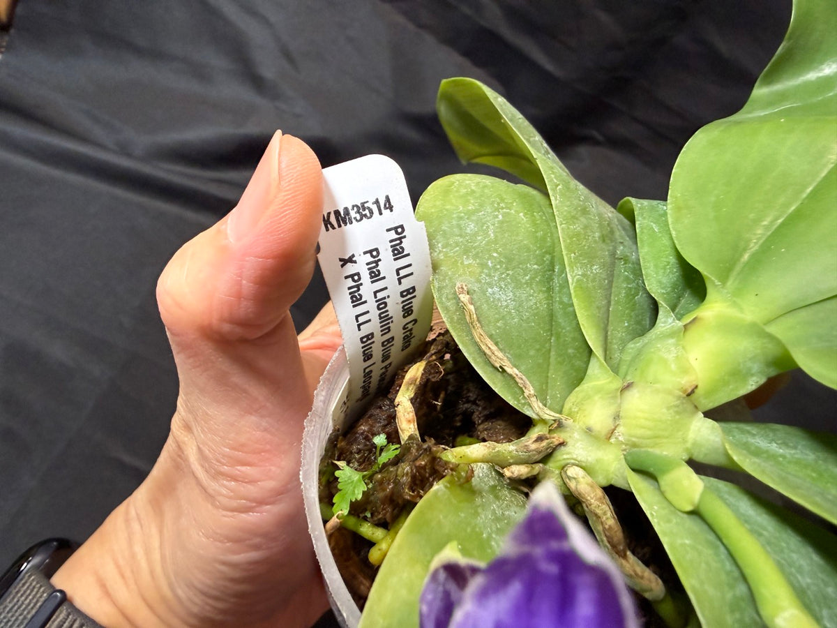 KM3514 Phalaenopsis Lioulin Blue Crake - Seed Grown 261029 Flowering
