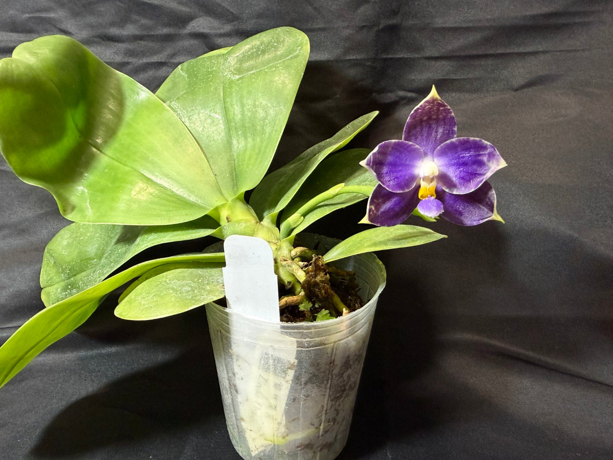 KM3514 Phalaenopsis Lioulin Blue Crake - Seed Grown 261029 Flowering