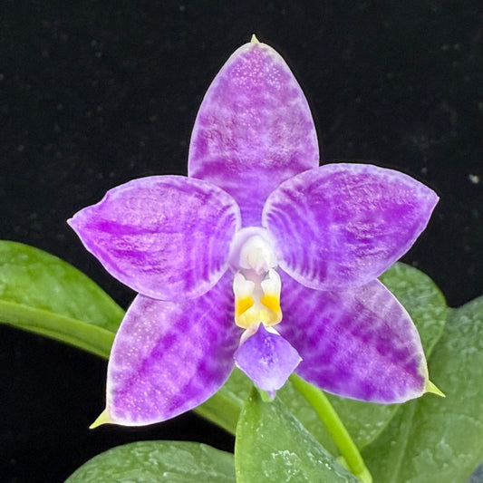Phalaenopsis LL Blue Crake 250905 Flowering Seed Grown