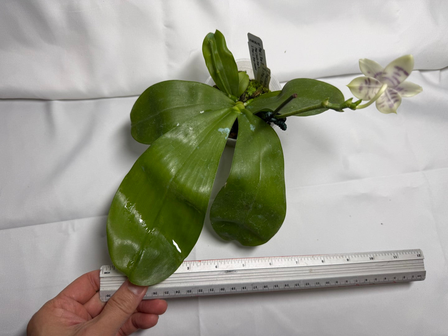 Phalaenopsis LL Blue Crake 251114 Flowering Seed Grown