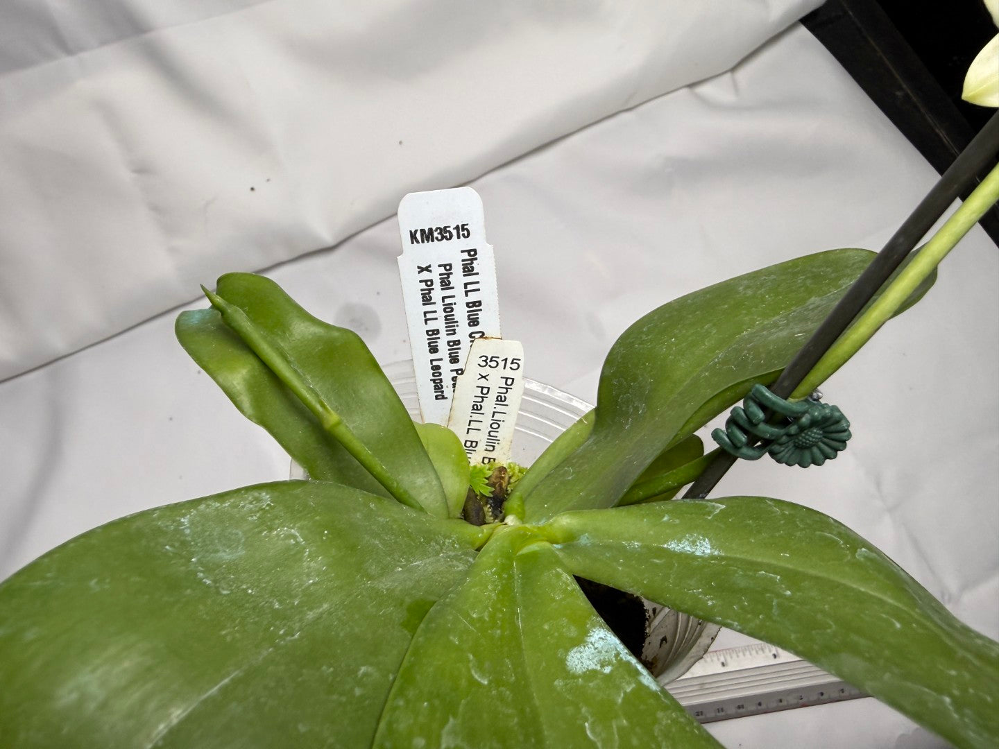 Phalaenopsis LL Blue Crake 251114 Flowering Seed Grown