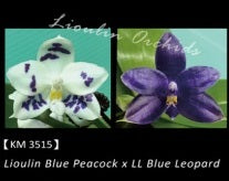 Phalaenopsis Lioulin Blue Peacock x LL Blue Leopard - Seed Grown