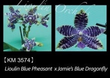 Phalaenopsis Blue Pheasant x Jamie's Blue Dragonfly - Seed Grown