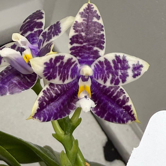 Phalaenopsis LL Blue Macaw 250826 Flowering 2 spikes