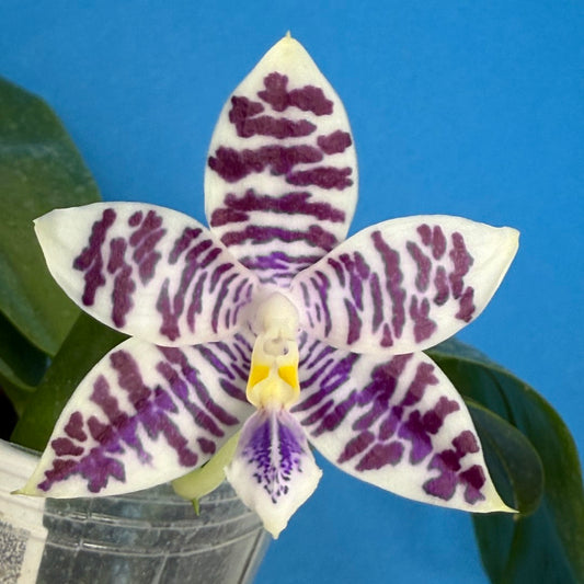 Phalaenopsis Lioulin Blue Peacock x Jamie's Blue Dragonfly 250823 Flowering
