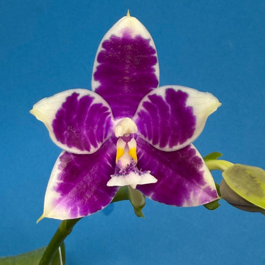 Phalaenopsis LL Blue Crake 250905 Flowering