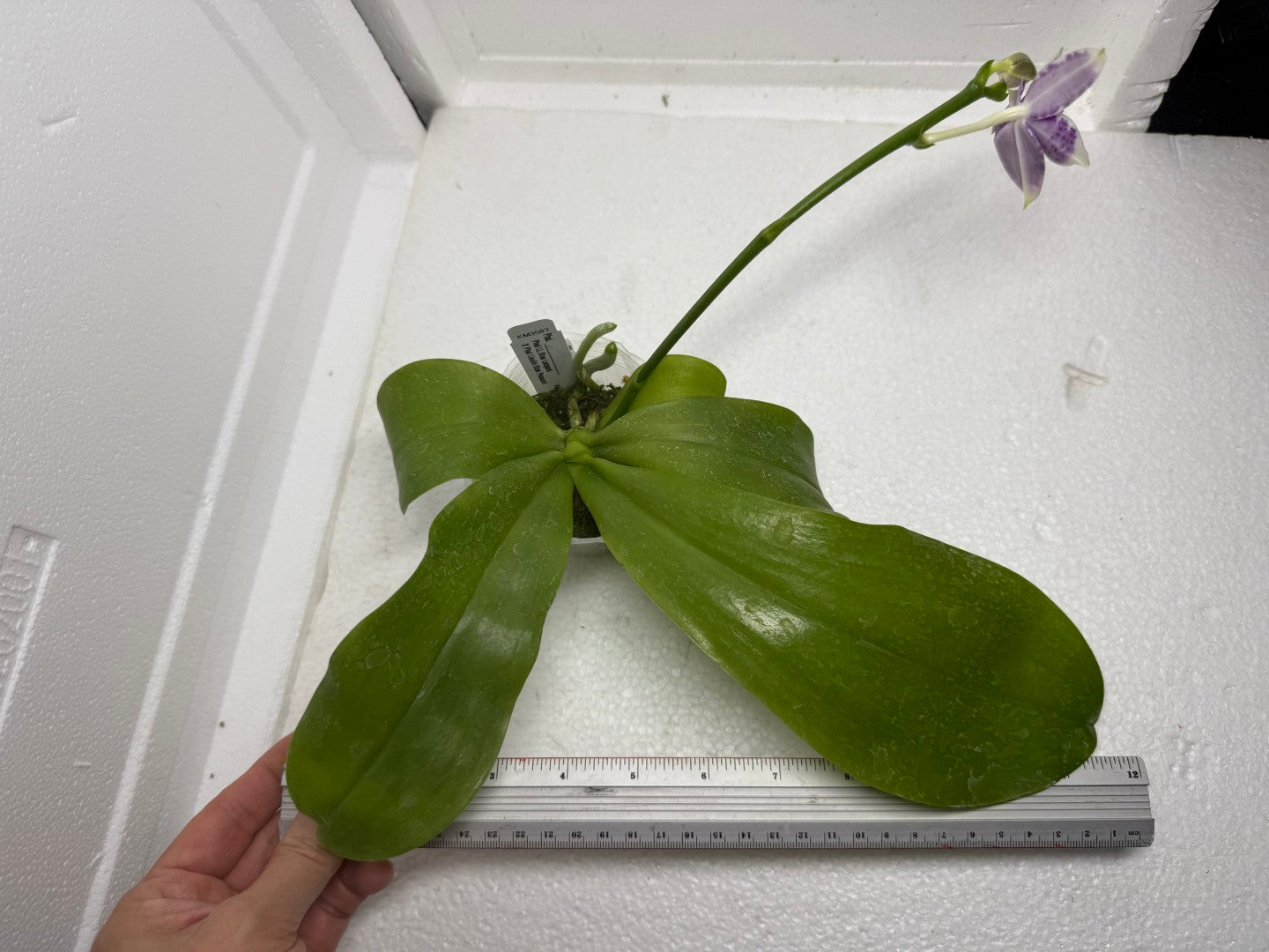 Phalaenopsis LL Blue Crake 250905 Flowering