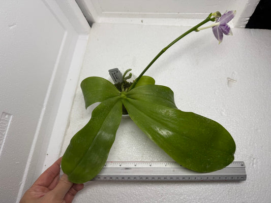Phalaenopsis LL Blue Crake 250905 Flowering
