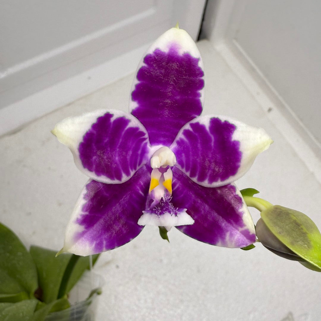 Phalaenopsis LL Blue Crake 250905 Flowering