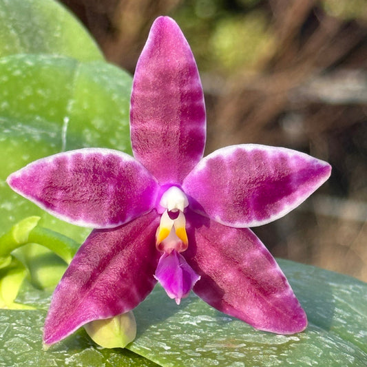 Phalaenopsis LL Blue Crake 260218 Flowering