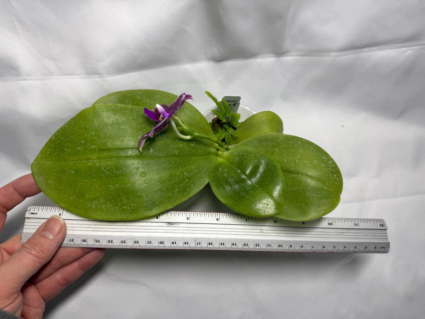 Phalaenopsis LL Blue Crake 260218 Flowering