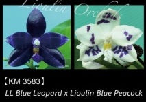 Phalaenopsis LL Blue Leopard x Lioulin Blue Peacock - Seed Grown