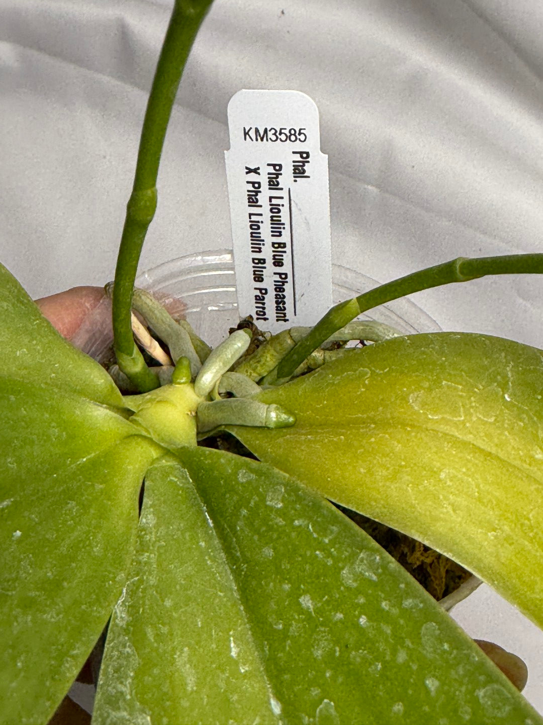 Phalaenopsis Lioulin Blue Pheasant x Lioulin Blue Parrot 251202 Flowering 2 spikes