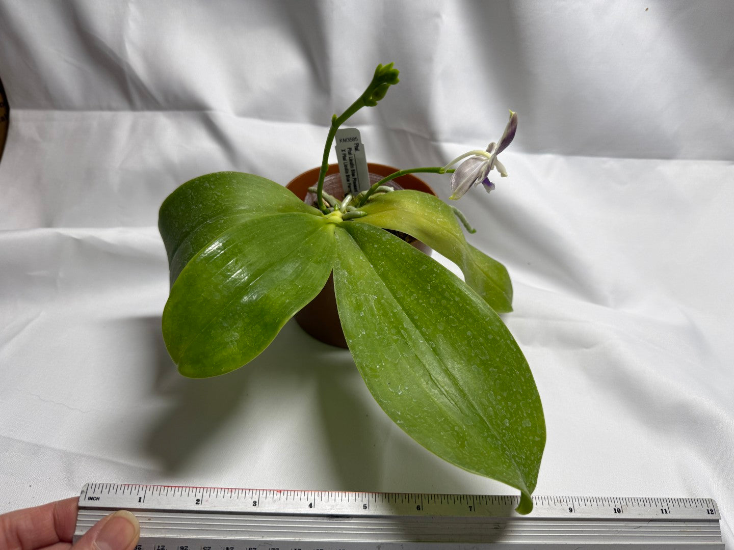 Phalaenopsis Lioulin Blue Pheasant x Lioulin Blue Parrot 251202 Flowering 2 spikes