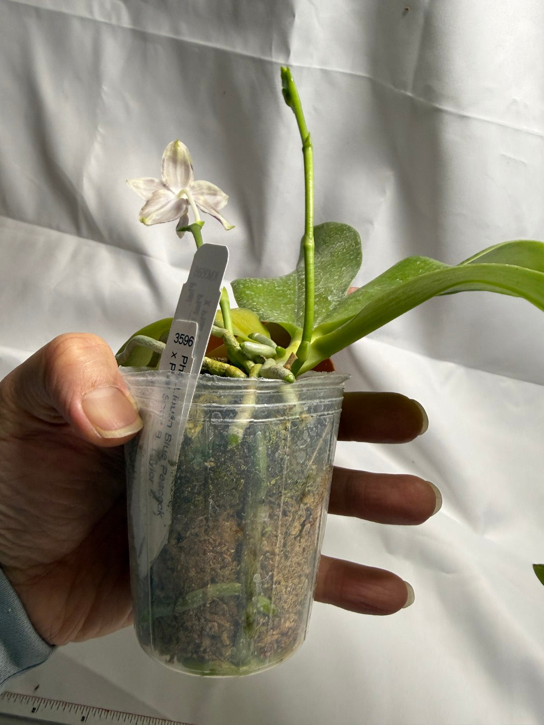 Phalaenopsis Lioulin Blue Pheasant x Lioulin Blue Parrot 251202 Flowering 2 spikes