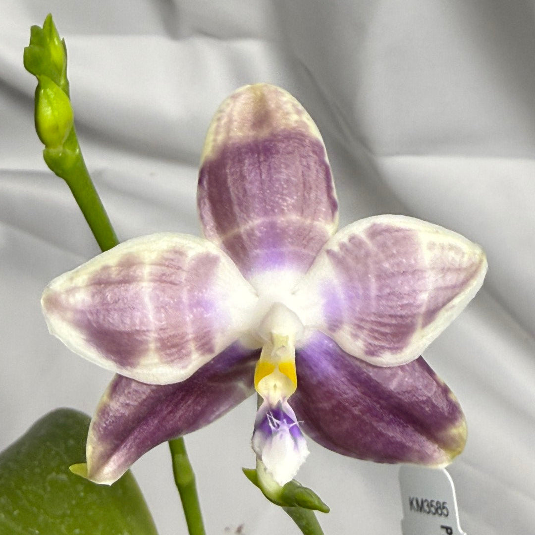 Phalaenopsis Lioulin Blue Pheasant x Lioulin Blue Parrot 251202 Flowering 2 spikes