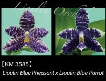 Phalaenopsis LL Blue Caracal - Seed Grown