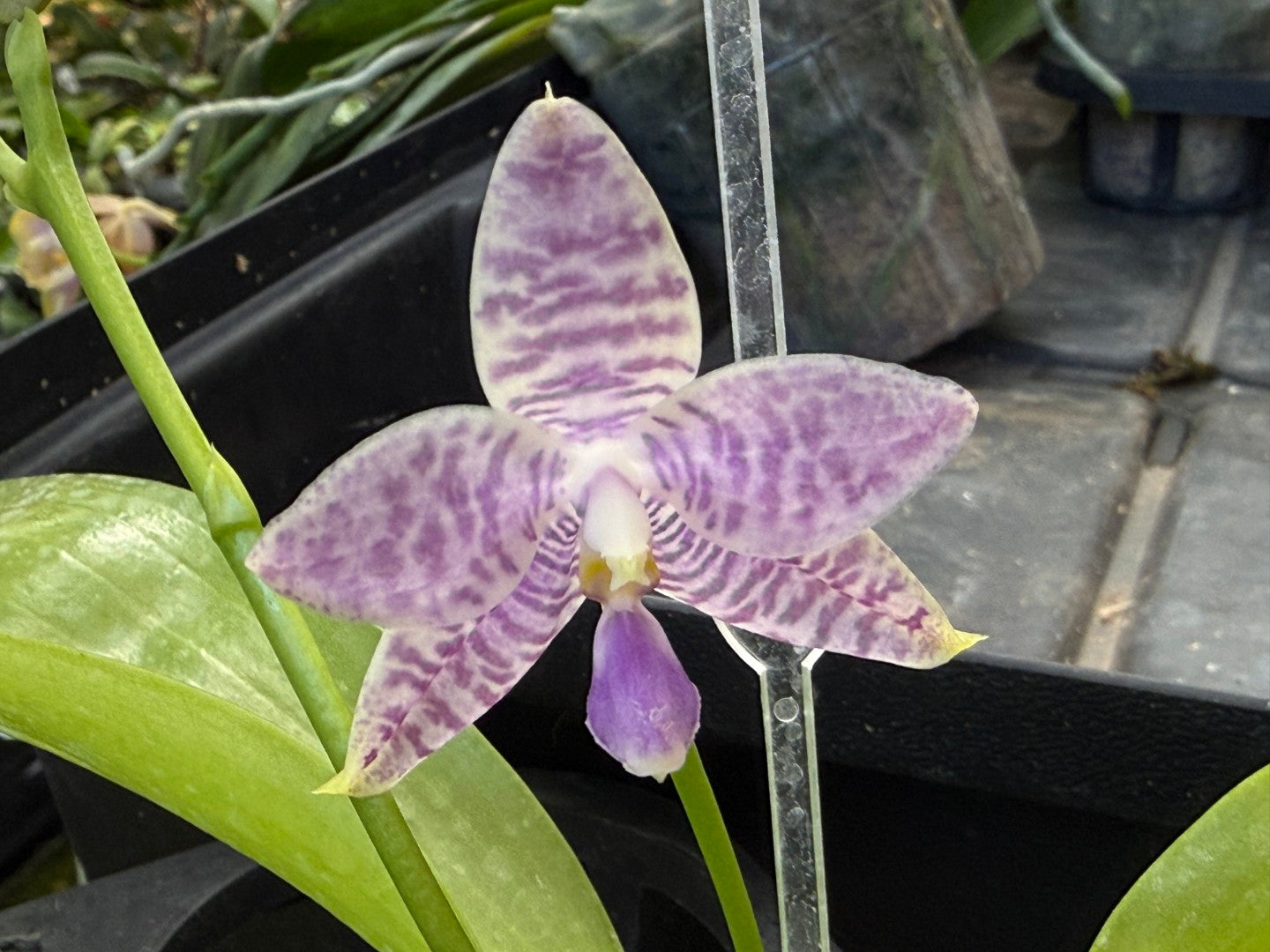 Phalaenopsis Lioulin Blue Peacock x Scott B. Taylor 250916 Flowering