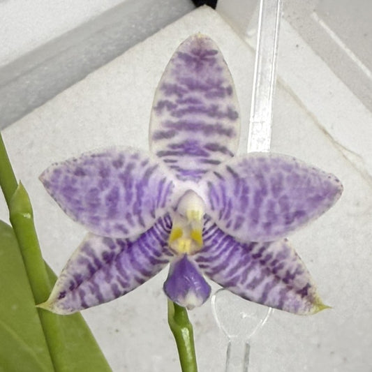 Phalaenopsis Lioulin Blue Peacock x Scott B. Taylor 250916 Flowering