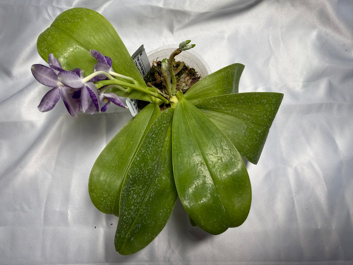 Phalaenopsis Lioulin Blue Peacock x Scott B. Taylor 260310 Flowering 2 keiki