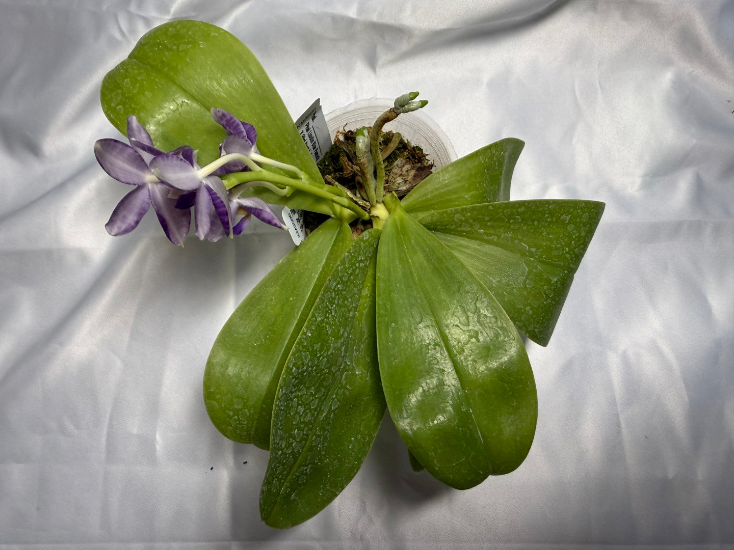 Phalaenopsis Lioulin Blue Peacock x Scott B. Taylor 260310 Flowering 2 keiki