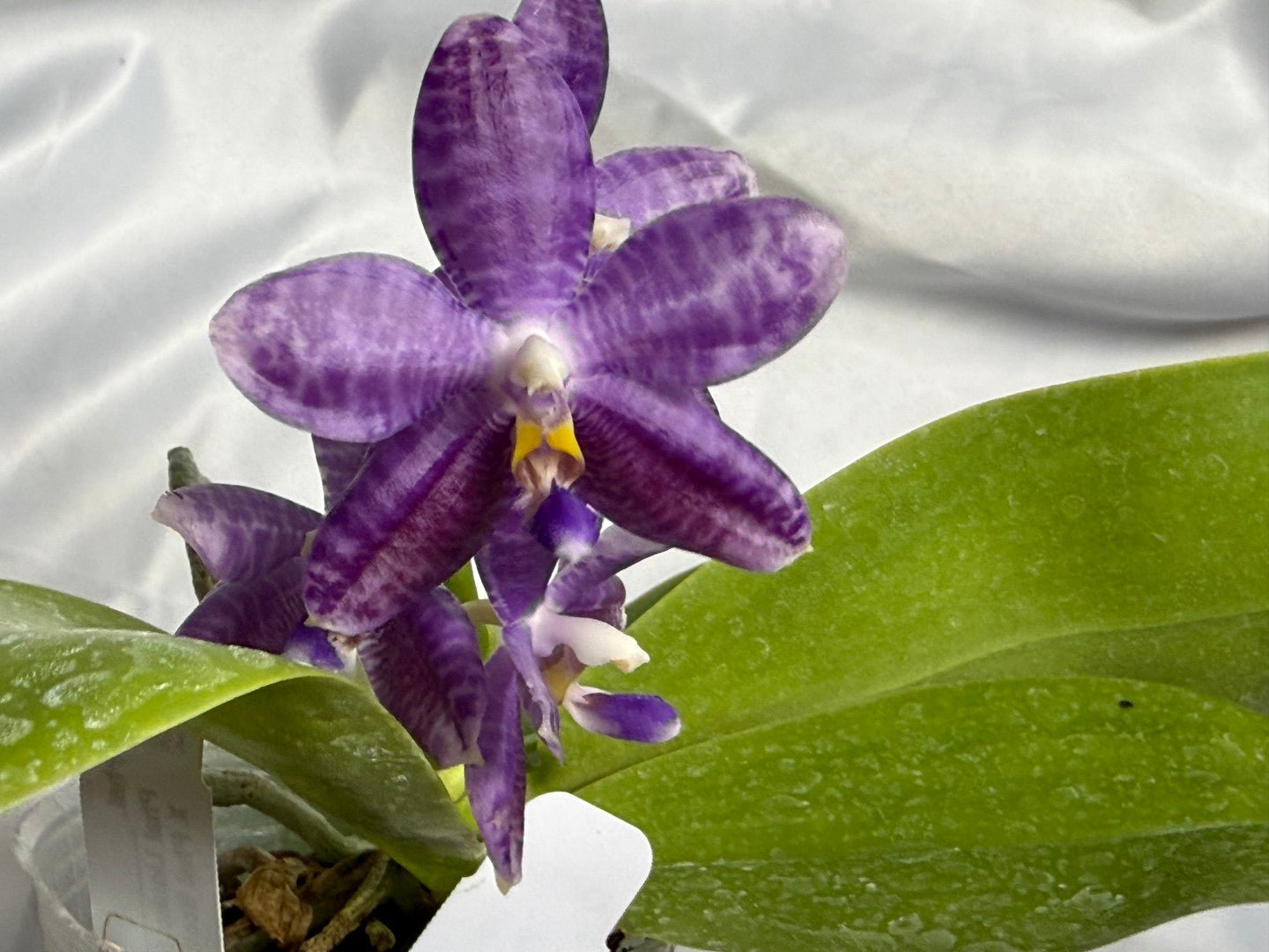 Phalaenopsis Lioulin Blue Peacock x Scott B. Taylor 260310 Flowering 2 keiki