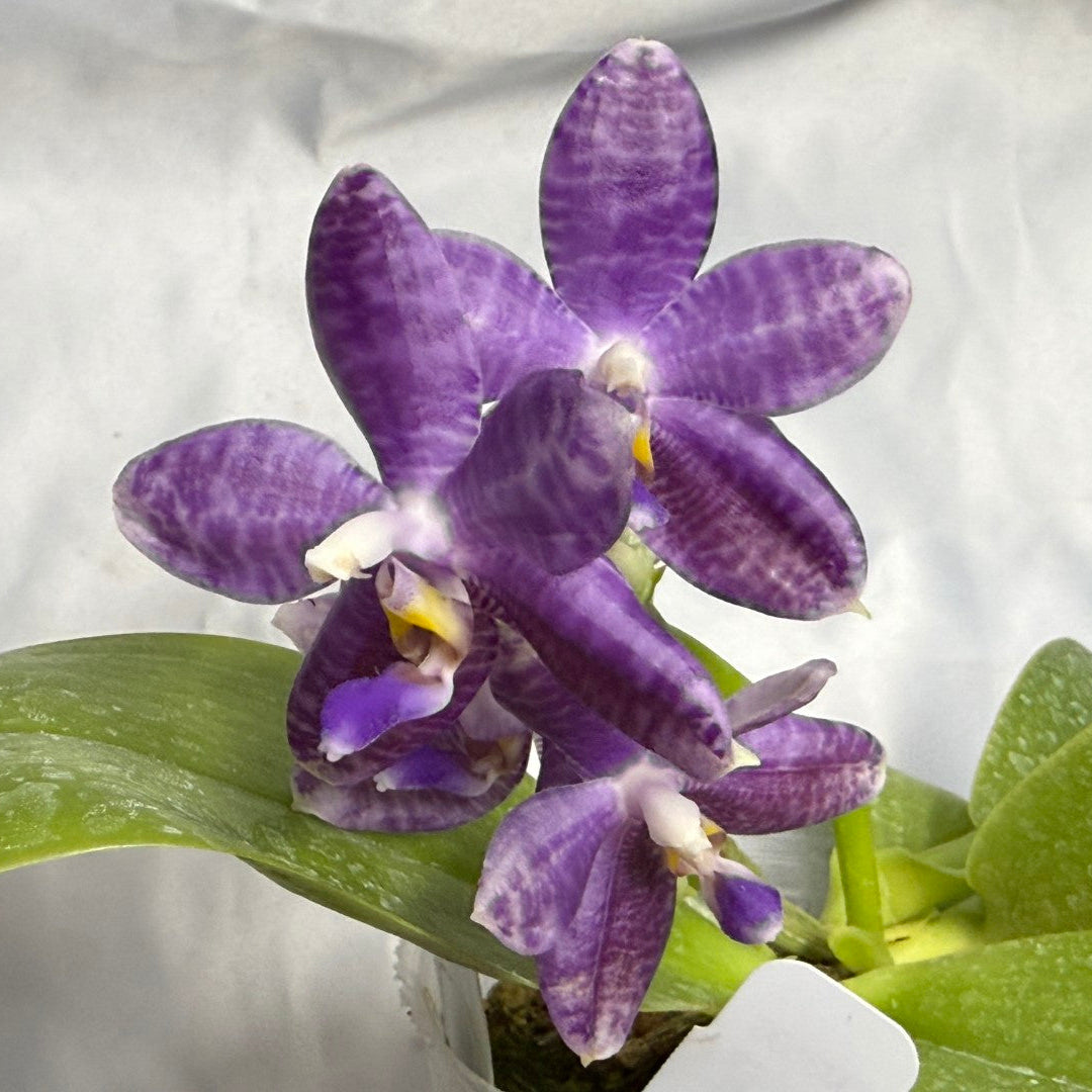 Phalaenopsis Lioulin Blue Peacock x Scott B. Taylor 260310 Flowering 2 keiki