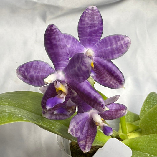 Phalaenopsis Lioulin Blue Peacock x Scott B. Taylor 260310 Flowering 2 keiki