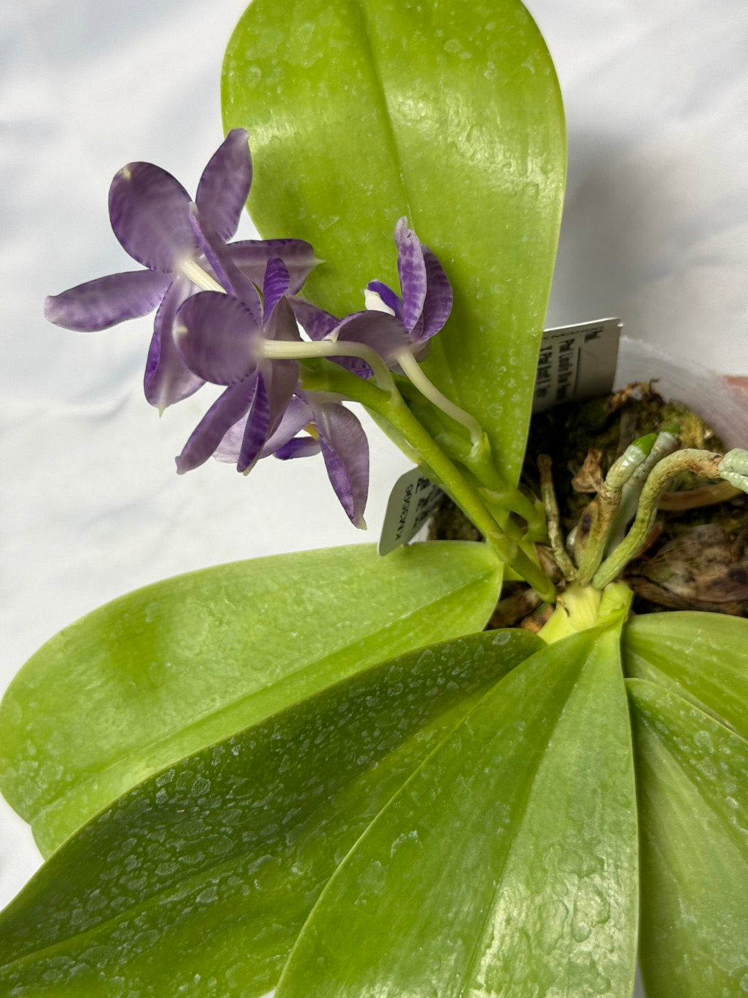 Phalaenopsis Lioulin Blue Peacock x Scott B. Taylor 260310 Flowering 2 keiki
