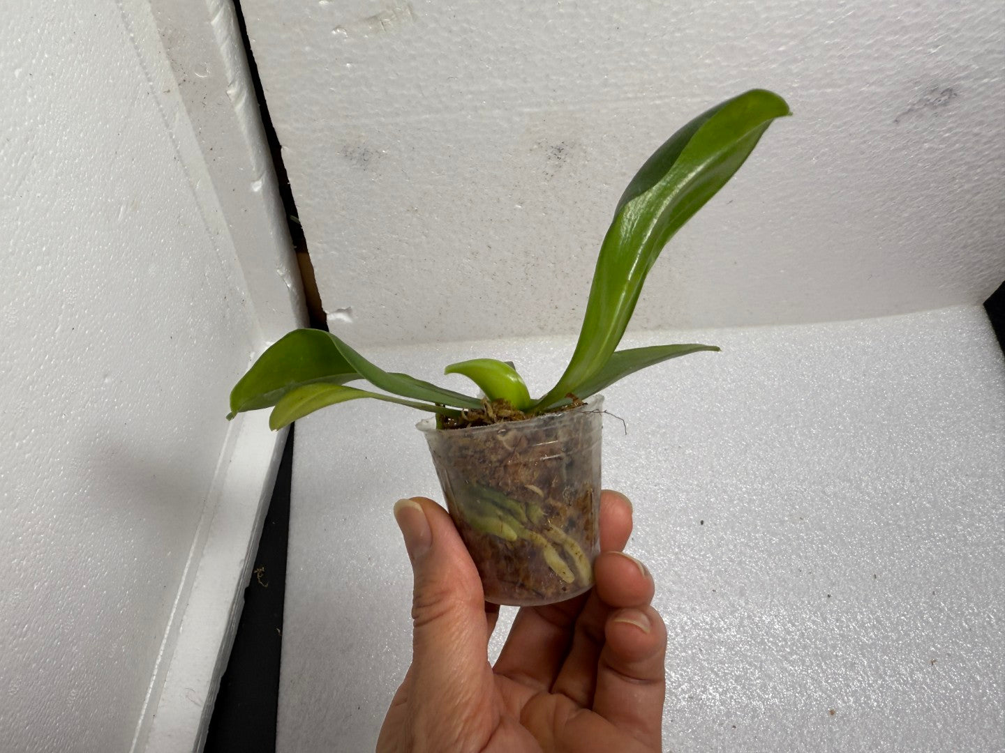 Phalaenopsis LL Blue Pansy - Seed Grown