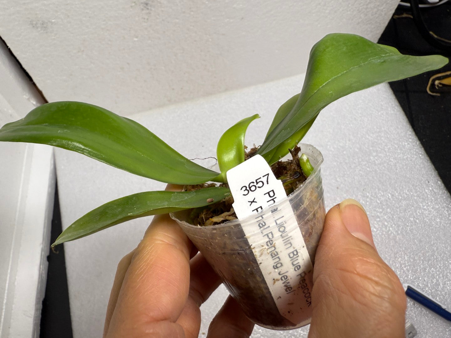 Phalaenopsis LL Blue Pansy - Seed Grown