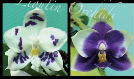 Phalaenopsis (Lioulin Blue Peacock  x Penang Jewel) - Seed Grown