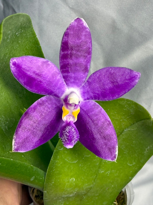 KM3661 Phalaenopsis Lioulin Blue Peacock x sib - Seed Grown 260530 Flowering