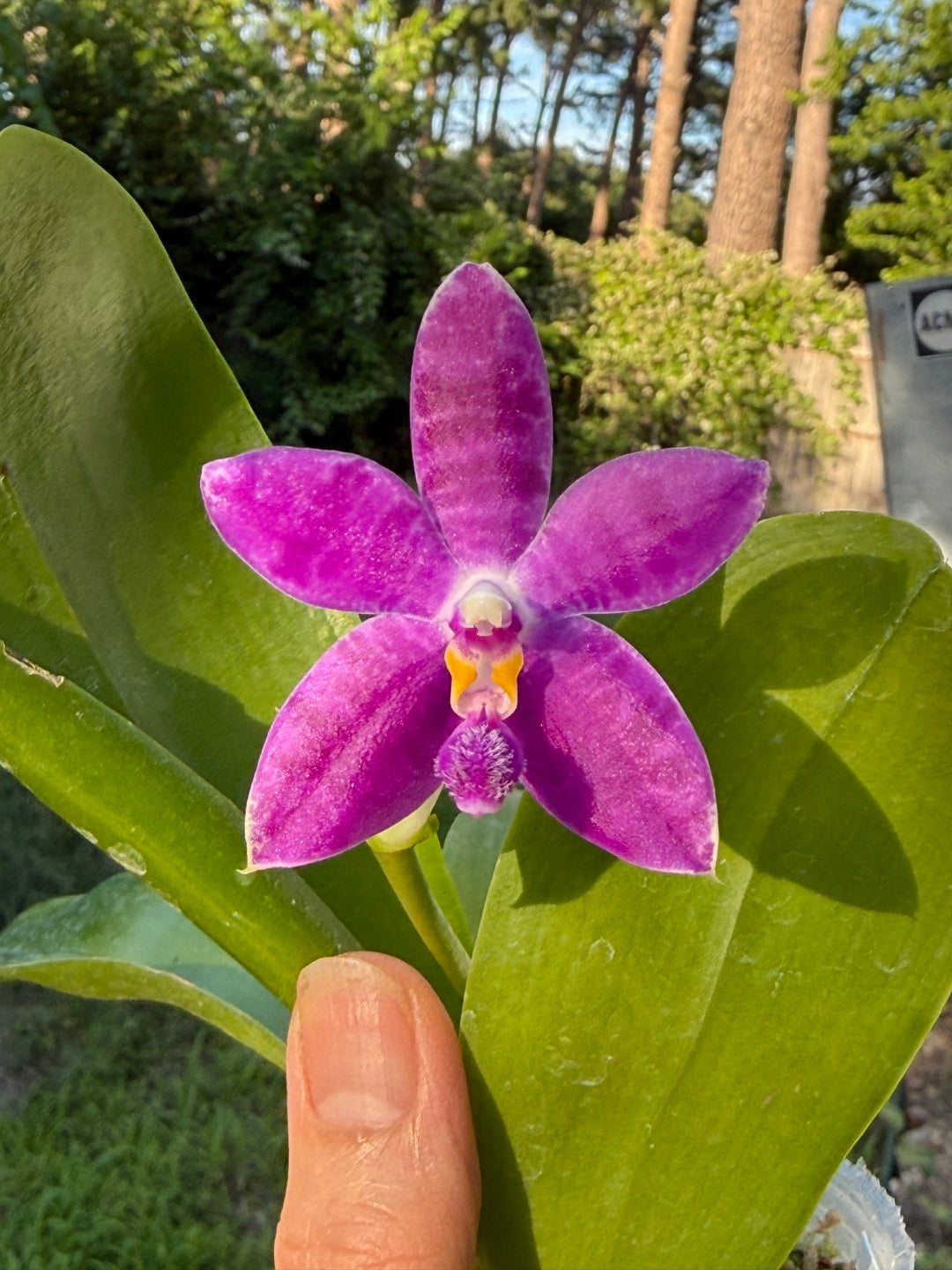 KM3661 Phalaenopsis Lioulin Blue Peacock x sib - Seed Grown 260530 Flowering