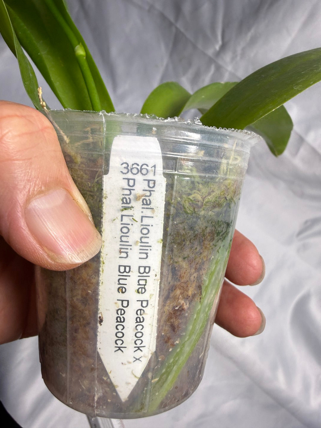 KM3661 Phalaenopsis Lioulin Blue Peacock x sib - Seed Grown 260530 Flowering