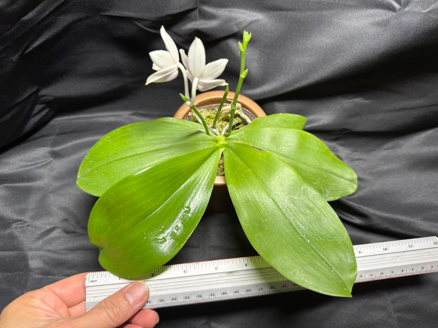 KM3661 Phalaenopsis Lioulin Blue Peacock x sib - Seed Grown 260703-B Flowering 3 spikes