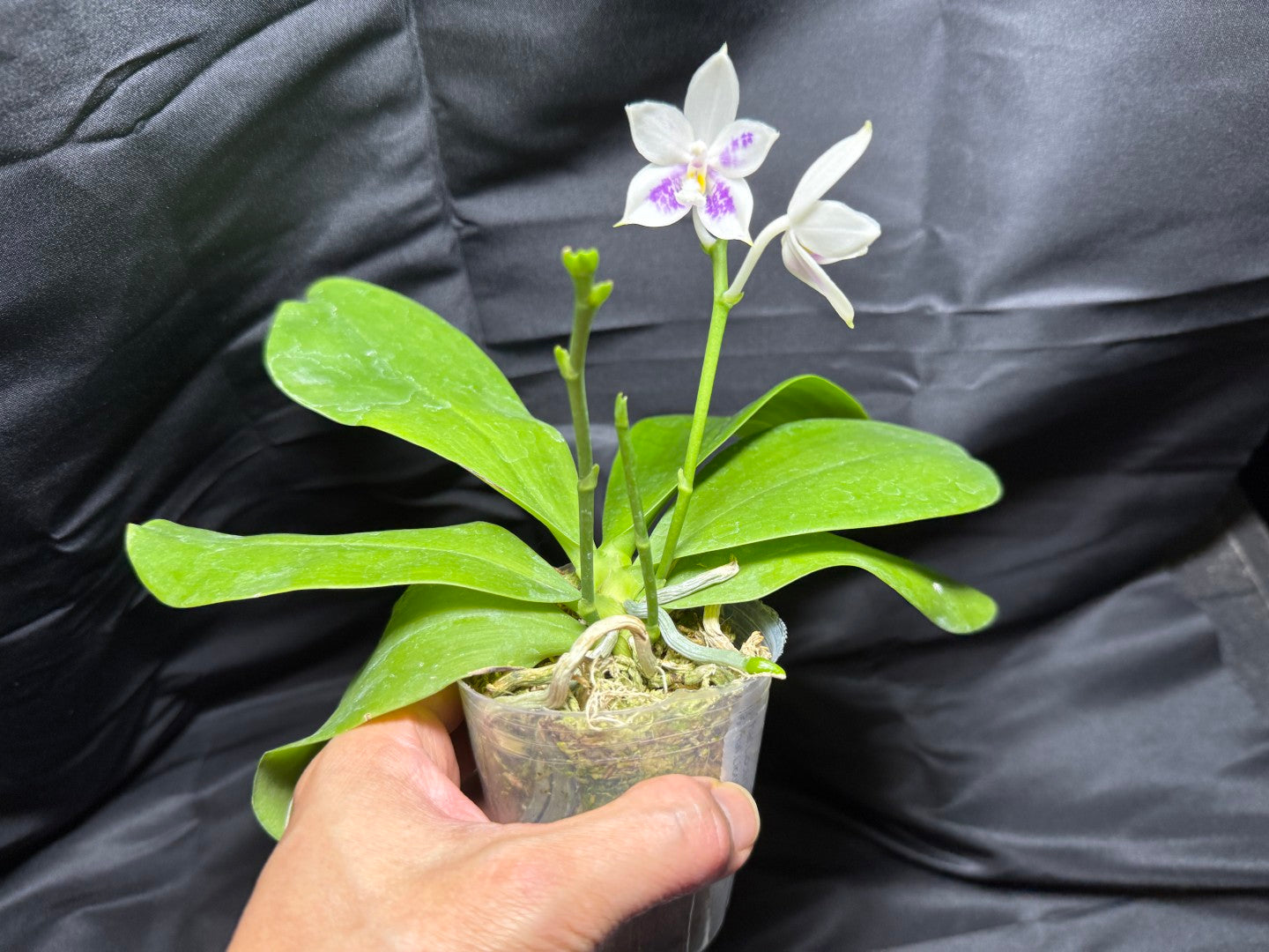 KM3661 Phalaenopsis Lioulin Blue Peacock x sib - Seed Grown 260703-B Flowering 3 spikes
