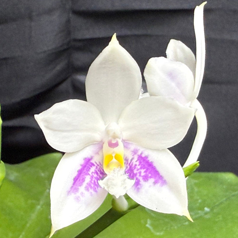 KM3661 Phalaenopsis Lioulin Blue Peacock x sib - Seed Grown – Big