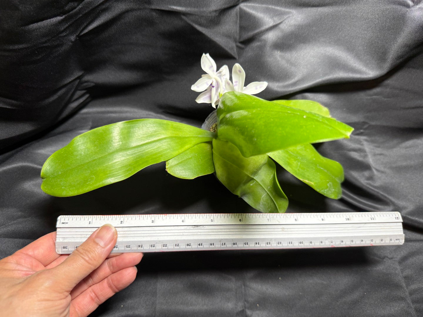 KM3661 Phalaenopsis Lioulin Blue Peacock x sib - Seed Grown 260703-C Flowering