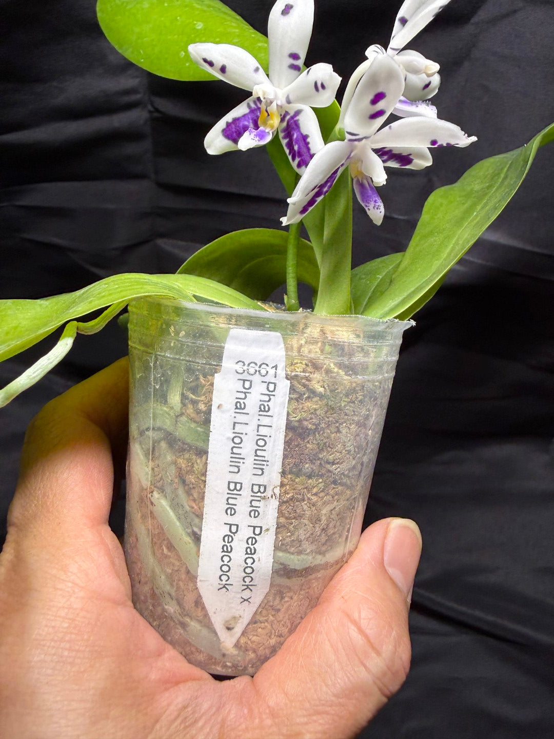 KM3661 Phalaenopsis Lioulin Blue Peacock x sib - Seed Grown 260703-C Flowering