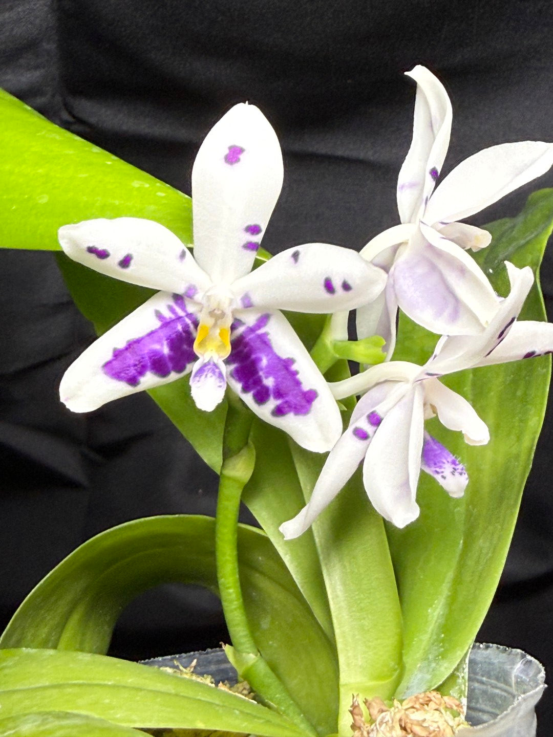 KM3661 Phalaenopsis Lioulin Blue Peacock x sib - Seed Grown 260703-C Flowering
