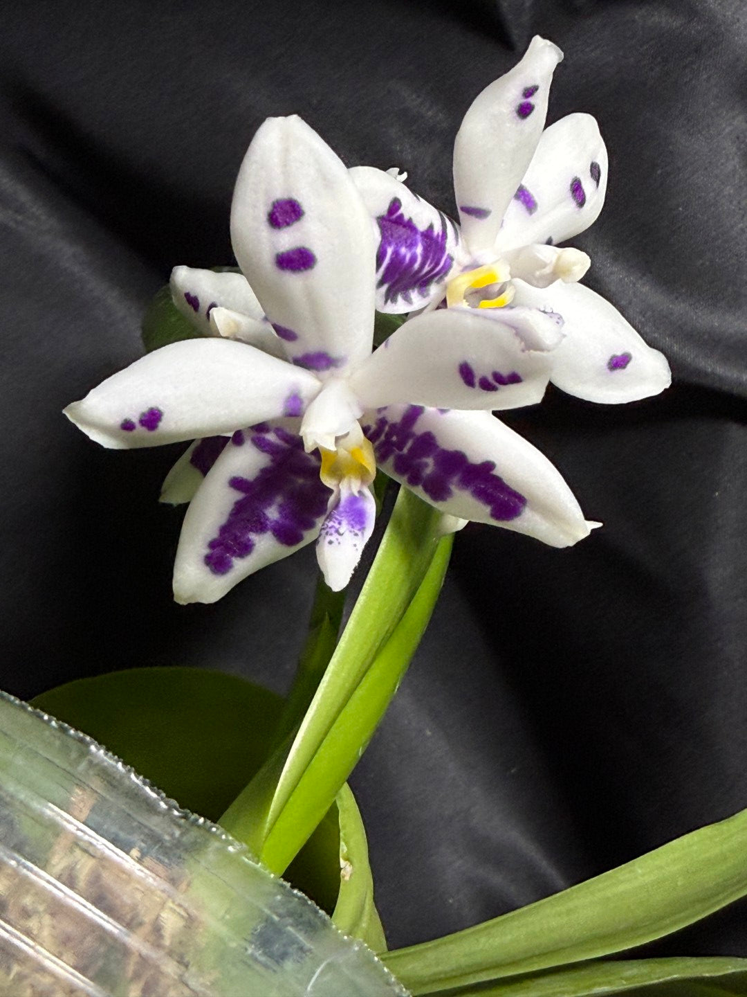KM3661 Phalaenopsis Lioulin Blue Peacock x sib - Seed Grown 260703-C Flowering